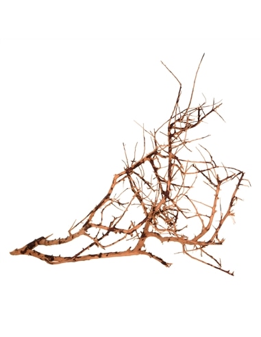 Scaping Twigs Kg - 2105195