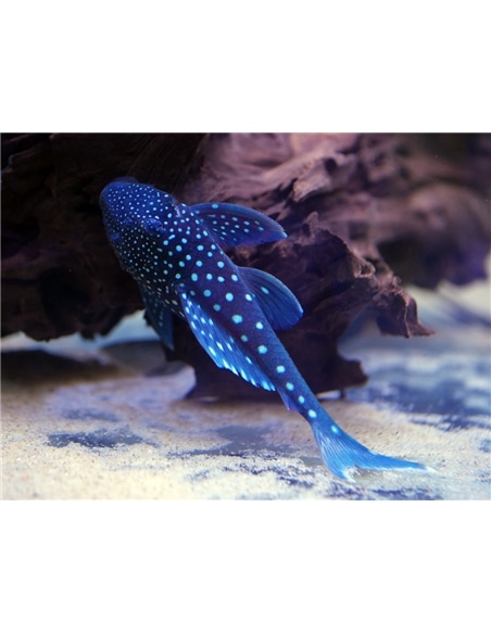Ancistrus L128 Blue Phantom Pleco - 2104679