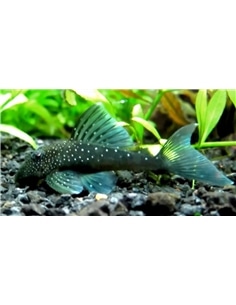 Ancistrus L128 Blue Phantom Pleco - 2104679 2
