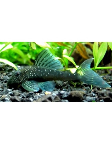 Ancistrus L128 Blue Phantom Pleco - 2104679