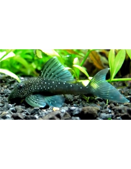 Ancistrus L128 Blue Phantom Pleco - 2104679