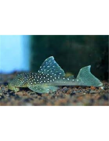 Ancistrus L128 Blue Phantom Pleco #1 - 2104679