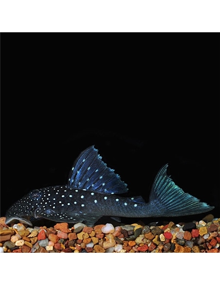 Ancistrus L128 Blue Phantom Pleco #2 - 2104679