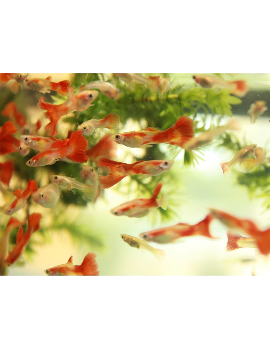 Guppy Femea Pigeon Blood