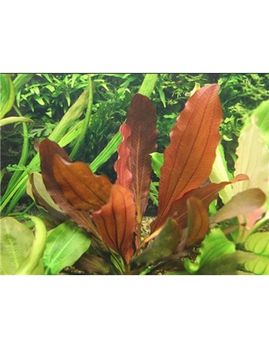 Echinodorus Indian Red - 2101586