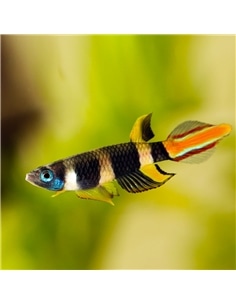 Epiplatys Annulatus - 2103387