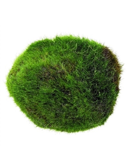Bola de Musgo - 2100718