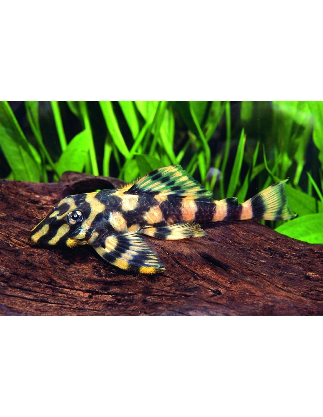 Butterfly Pleco L168