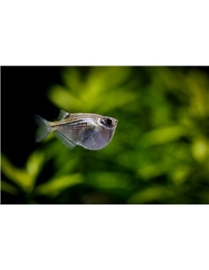 Machadinha - thoracocharax securis - 2105458