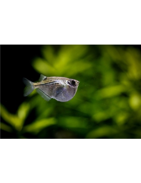 Machadinha - thoracocharax securis - 2105458