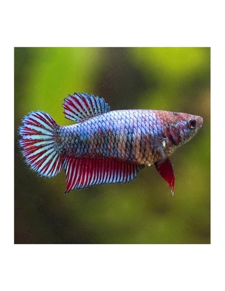 Betta Femêa - 2100935