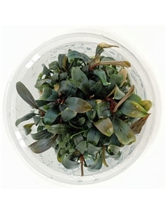 bucephalandra brownie Purple - 2105509