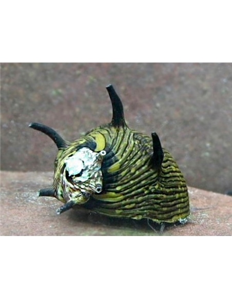 Clithon Donovani - Sun Snail - 2105591