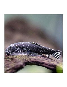 Plecostomus Borboleta - Gastromyzon Punctulatus - 2104855