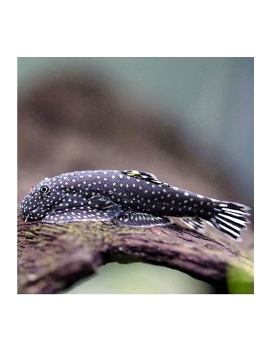 Plecostomus Borboleta - Gastromyzon Punctulatus - 2104855