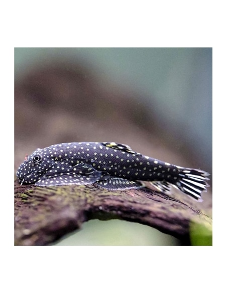 Plecostomus Borboleta - Gastromyzon Punctulatus - 2104855