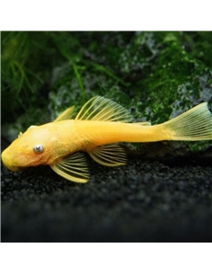 Ancistrus L144a Blue Eye Lemon - 2105648