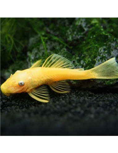 Ancistrus L144a Blue Eye Lemon - 2105648