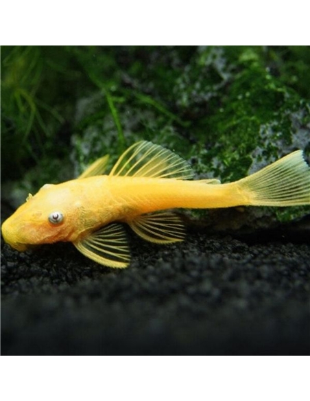 Ancistrus L144a Blue Eye Lemon - 2105648