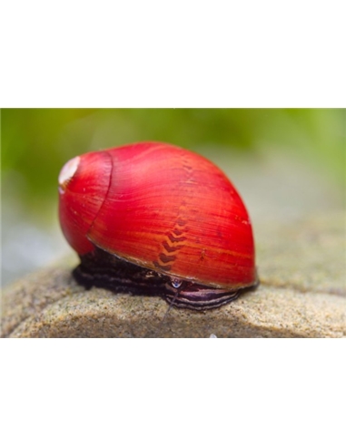 Caracol Red Pumpkin Snail - Vittina Sp. - 2105668