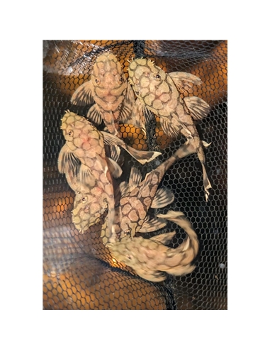 L519 Hypancitrus Rio Itenez Kiefneri II - 2105676