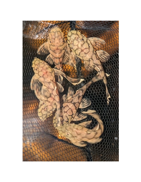 L519 Hypancitrus Rio Itenez Kiefneri II - 2105676