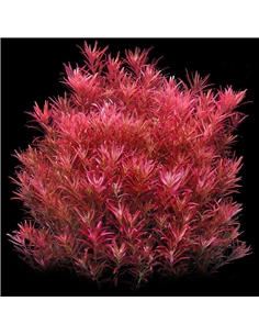 Rotala rotundifolia Blood Red