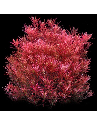 Rotala rotundifolia Blood Red - 2105678