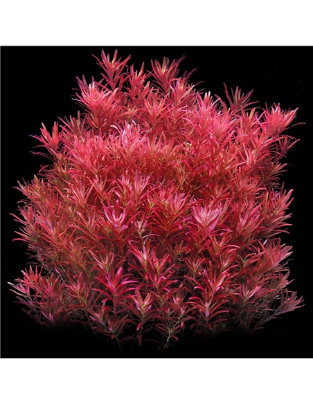 Rotala rotundifolia Blood Red - 2105678
