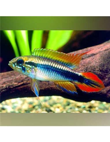 Apistogramma Agassizii XL - 2102493