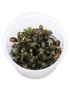 Bucephalandra Theia Red- In Vitro Cup - 2105769