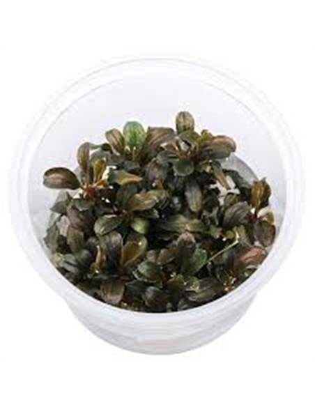 Bucephalandra Theia Red- In Vitro Cup - 2105769