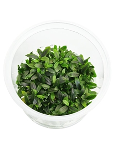 Bucephalandra Maia - In vitro cup - 2105781