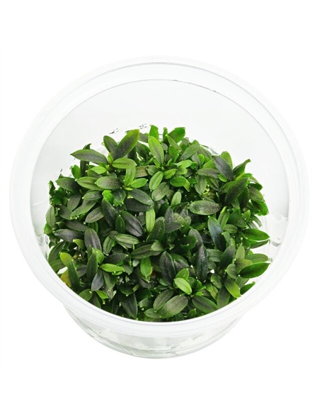 Bucephalandra Maia - In vitro cup - 2105781