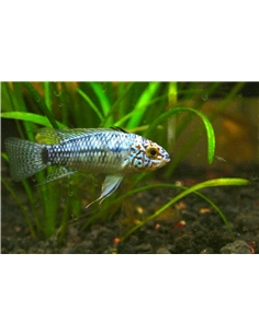 Apistogramma Agassizii Steel Blue - 2105782