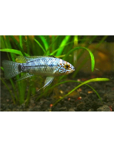 Apistogramma Agassizii Steel Blue - 2105782