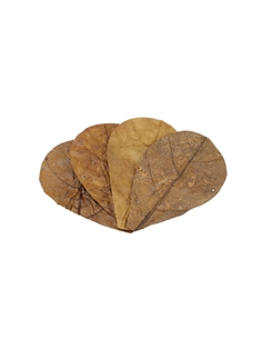 Seachem Catappa Leaves Small - 2105822 2