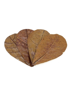 Seachem Catappa Leaves Medium - 2105823 2