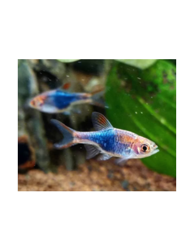 Rasbora Harlequim Purpura cabeça Brilhante