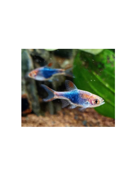 Rasbora Harlequim Purpura cabeça Brilhante