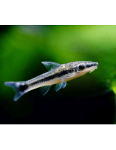 Otocinclus Affinis - 1
