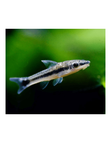 Otocinclus Affinis - 1