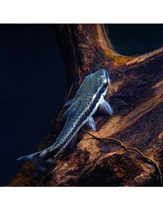 Otocinclus Affinis - 1 2
