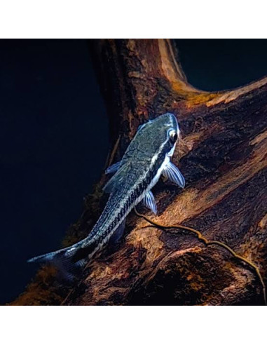 Otocinclus Affinis - 2