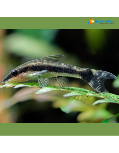 Otocinclus Affinis - 3