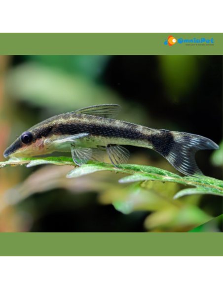 Otocinclus Affinis - 3