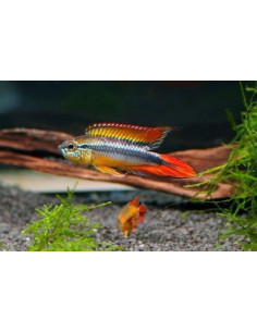 Apistogramma Agassizii Super Red - 2100606