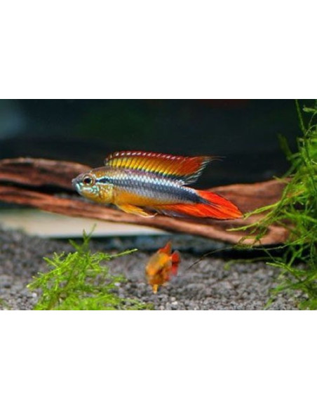Apistogramma Agassizii Super Red - 2100606