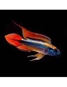 Apistogramma Agassizii Super Red - 2100606 2