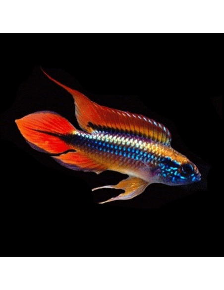 Apistogramma Agassizii Super Red - 2100606